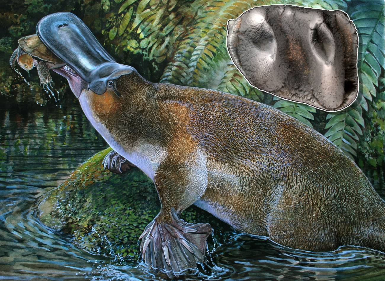 Reconstrucción de la especie Obdurodon tharalkooschild. / Peter Schouten.