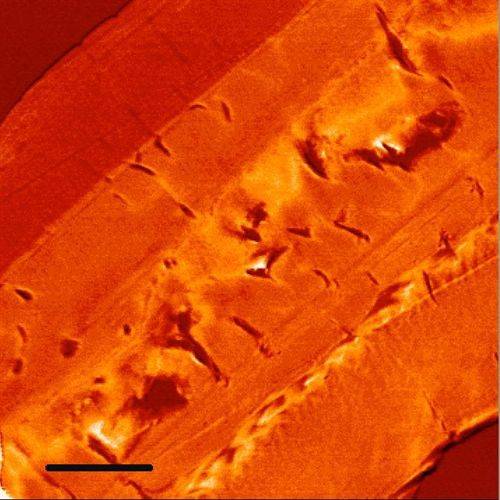 Un potente microscopio desvela la estructura química de los fósiles