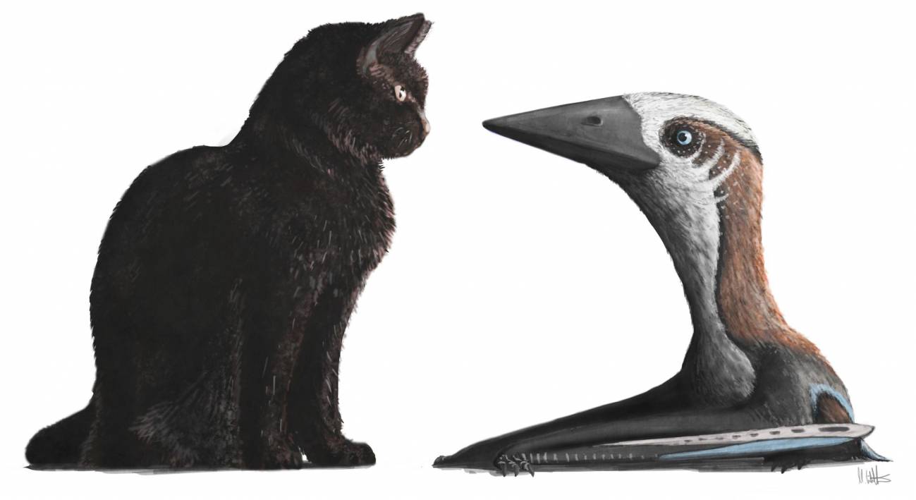  Un pterosaurio del tamaño de un gato convivió con sus parientes gigantes 
