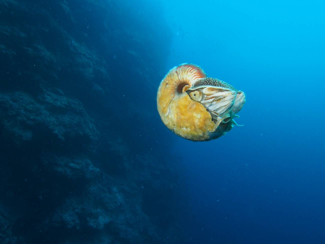 Un raro nautilus reaparece tres décadas después