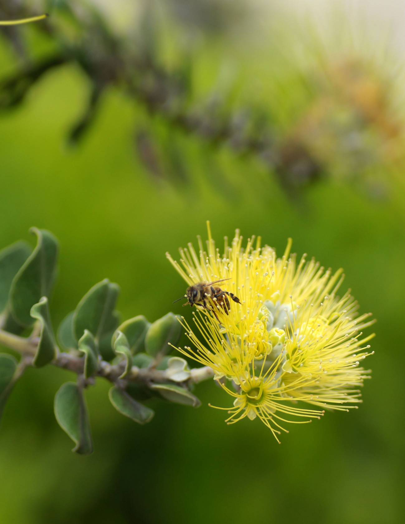Un virus transmitido por un ácaro parásito mata a las abejas