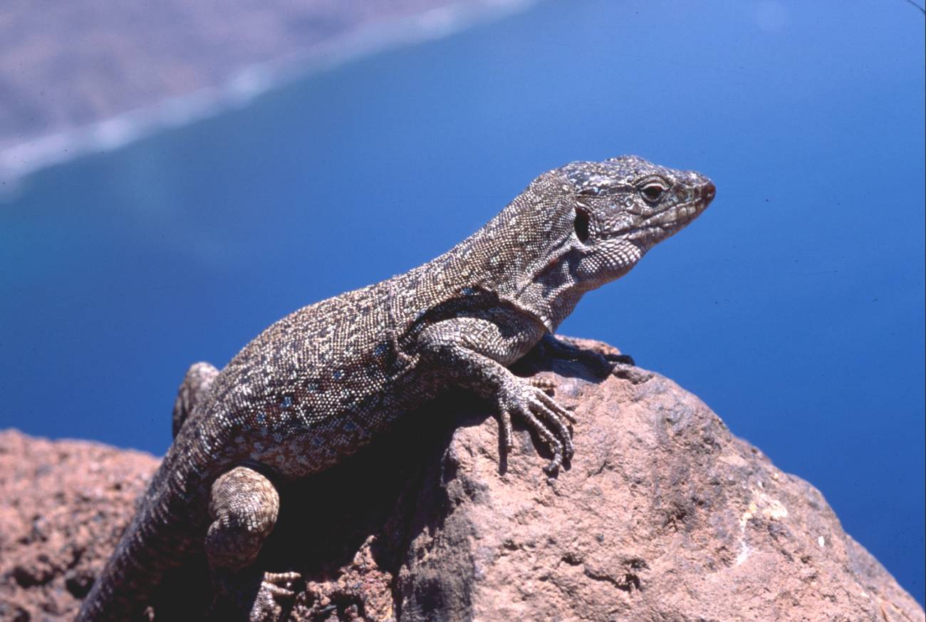 Una aplicación informática aportará nuevos datos sobre los anfibios y reptiles en España