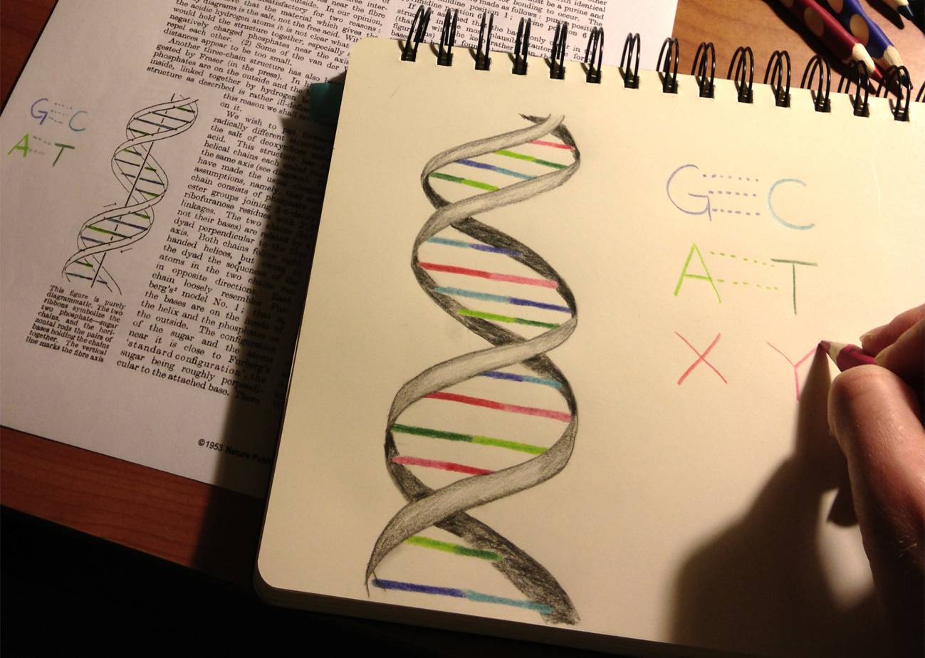 "Estos pares de bases no naturales funcionaron muy bien in vitro, pero el gran reto era conseguir trabajar en un entorno mucho más complejo de una célula viva". / Synthorx.