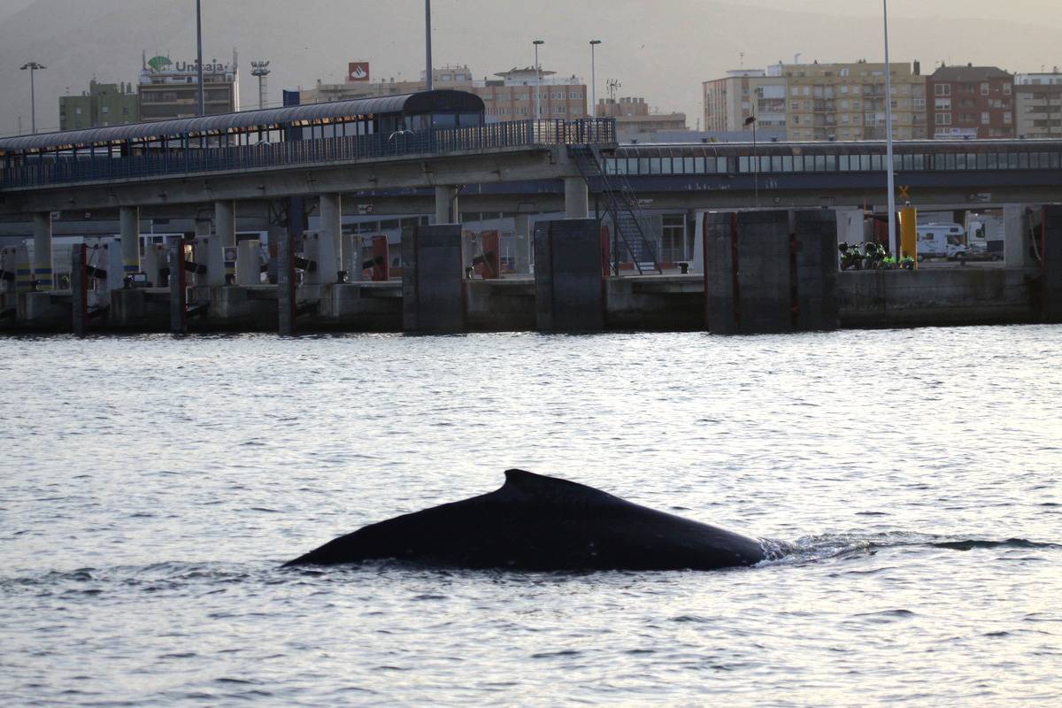 Una ballena jorobada se desorienta en la Bahía de Algeciras 