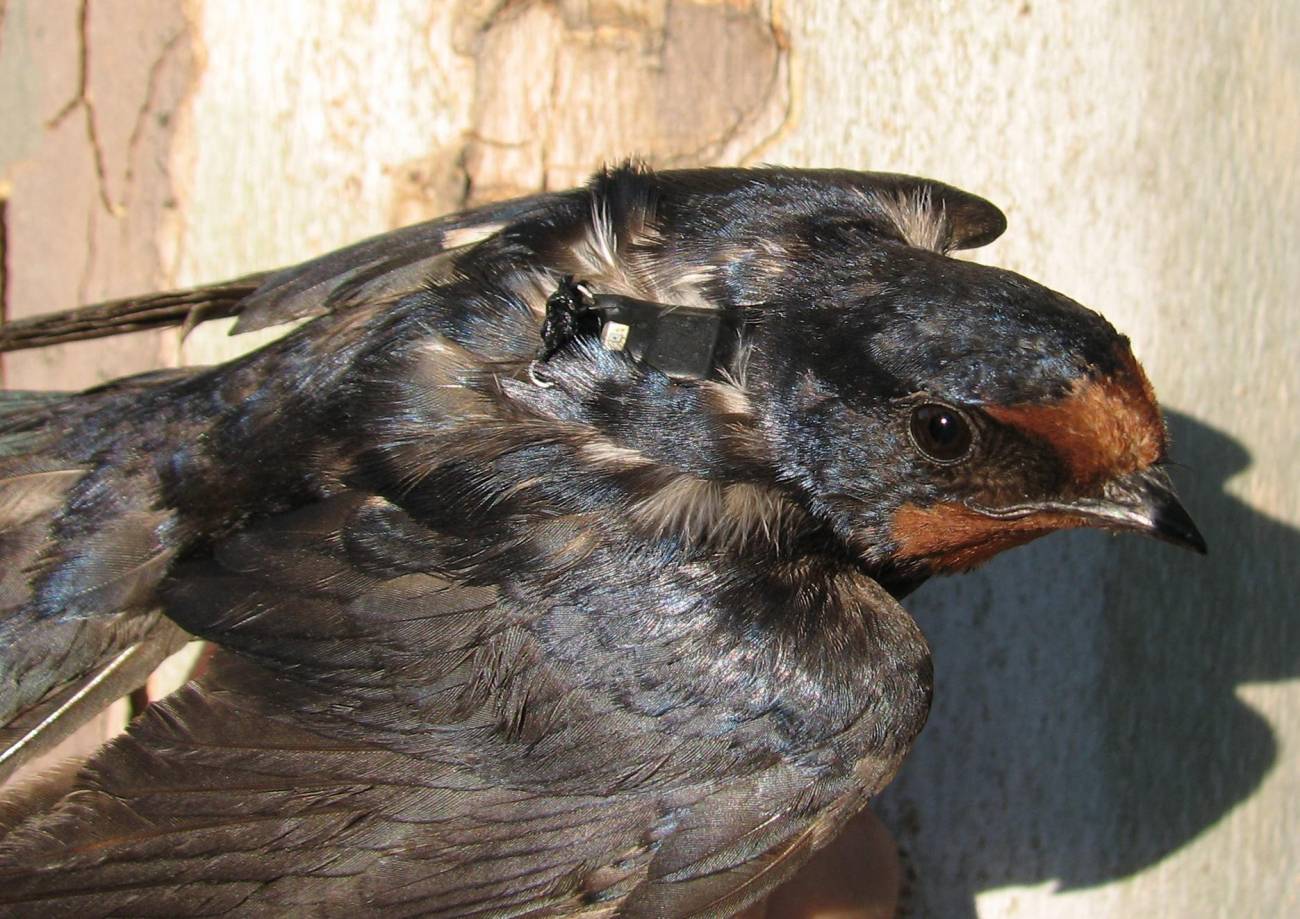 Una golondrina vuela en 30 días de Madrid hasta la sabana sudanesa
