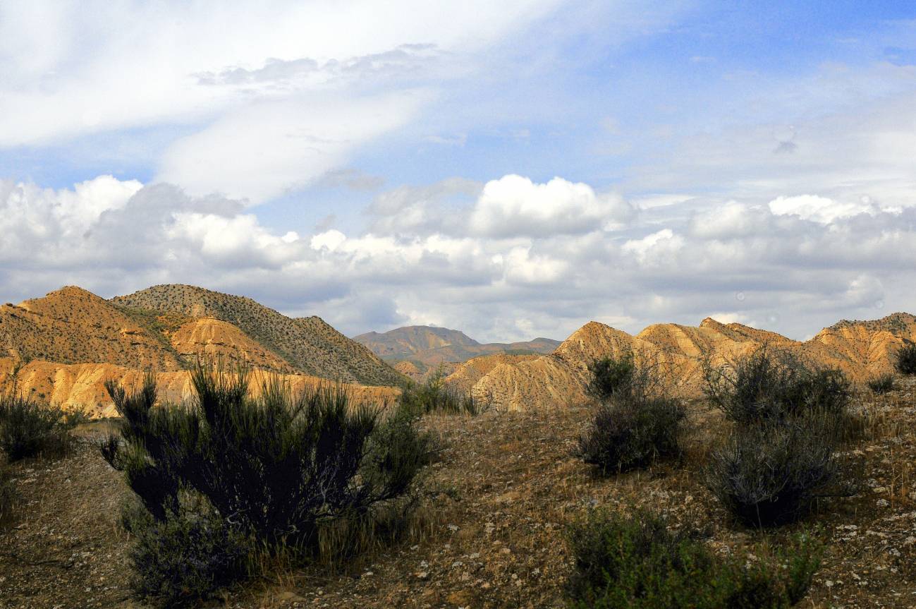 Una misma planta puede dificultar el crecimiento a unas especies y favorecer a otraspuede 