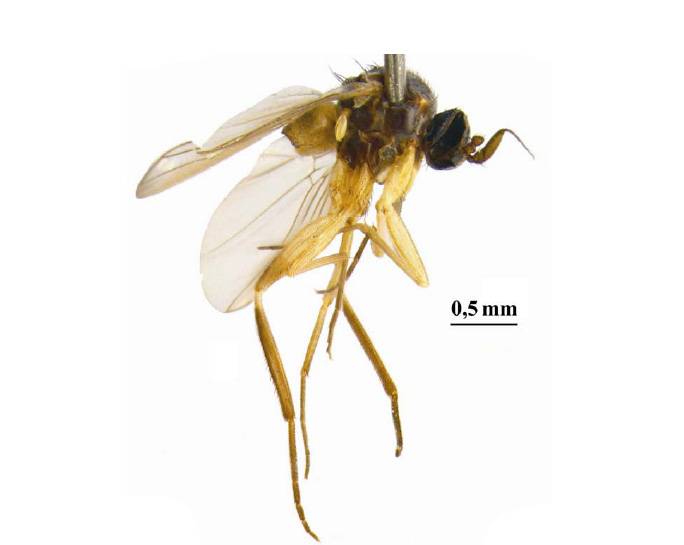Una mosca fósil en España ‘resucita’ en Namibia