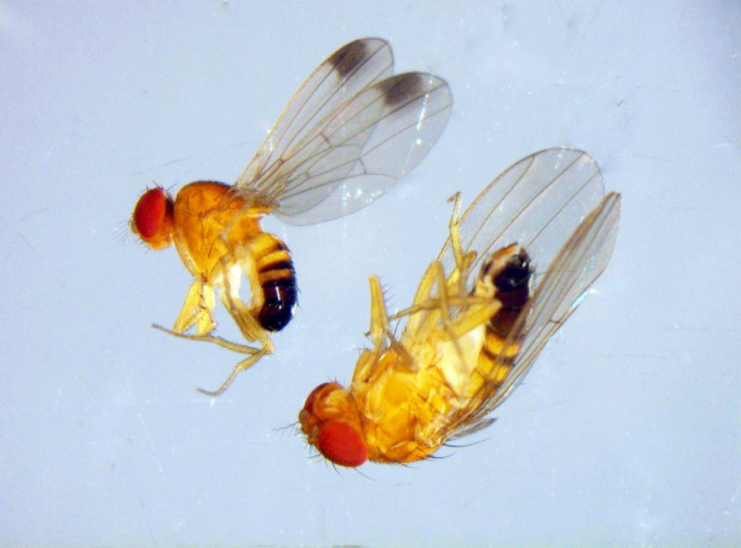 Una mosca invasora asiática se apodera de las frutas españolas.