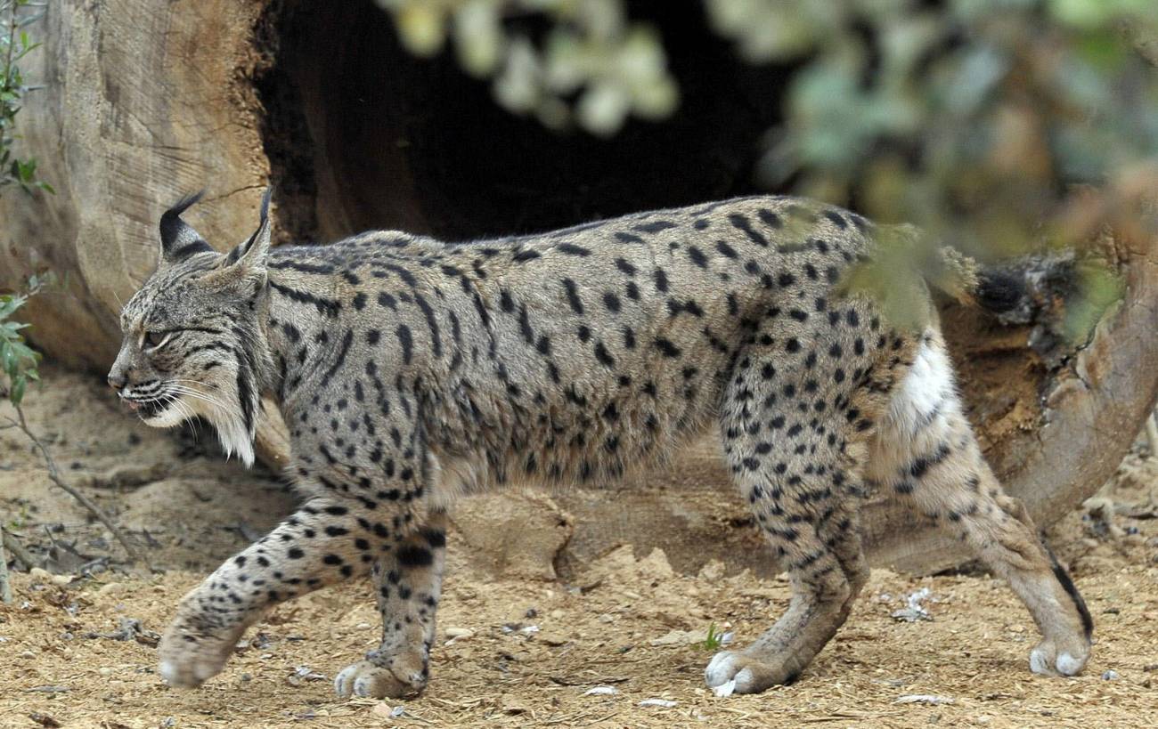 Uno de los ejemplares de lince en las nuevas instalaciones. / Efe