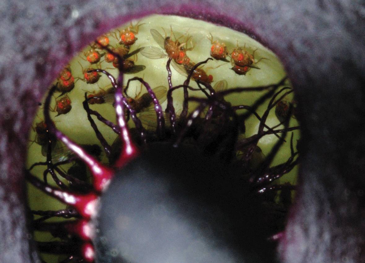 Una planta mentirosa engaña a las moscas