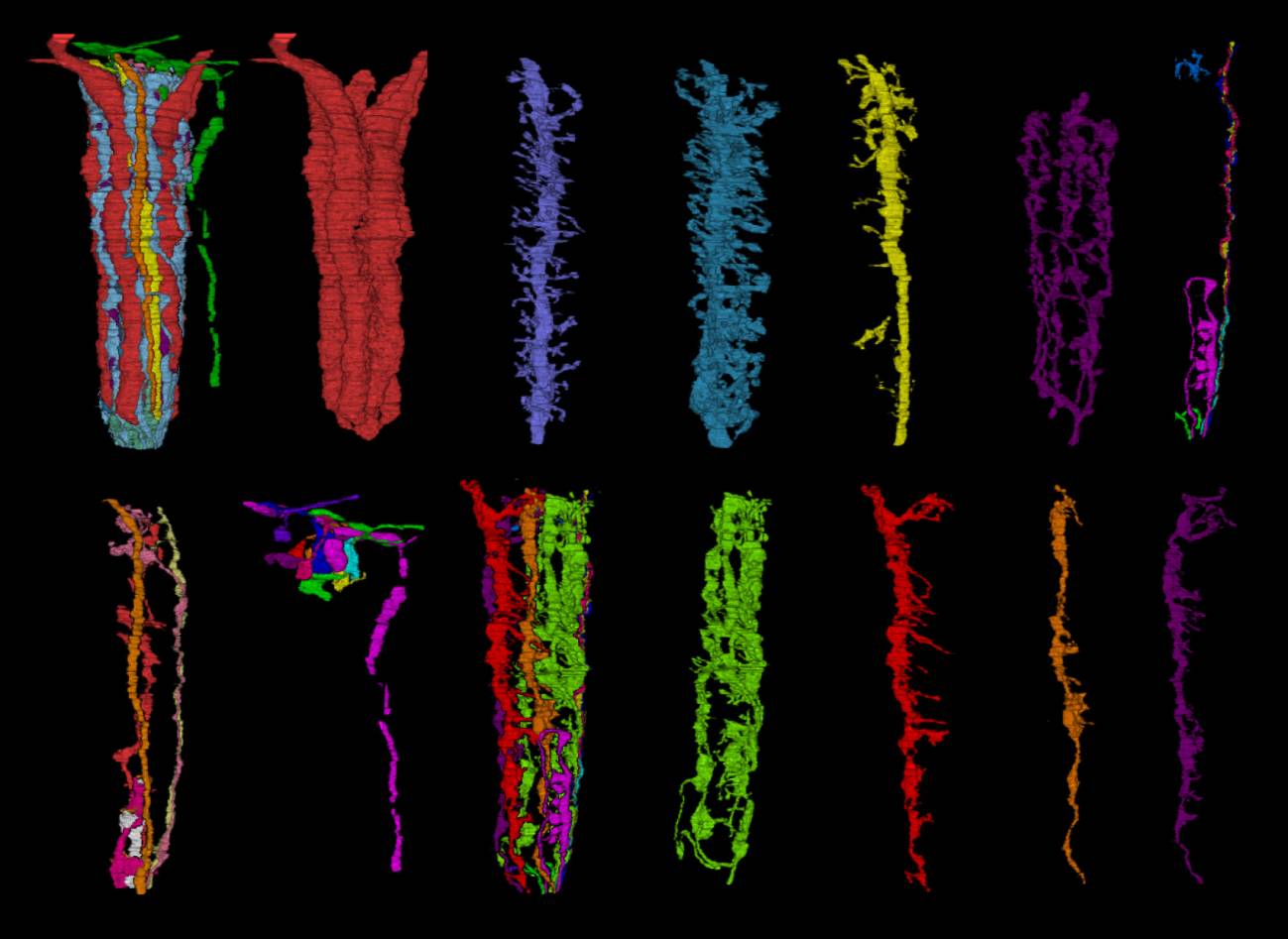 Una reconstrucción en 3D del cerebro de la ‘Drosophila’ demuestra que el sistema nervioso ahorra en cable