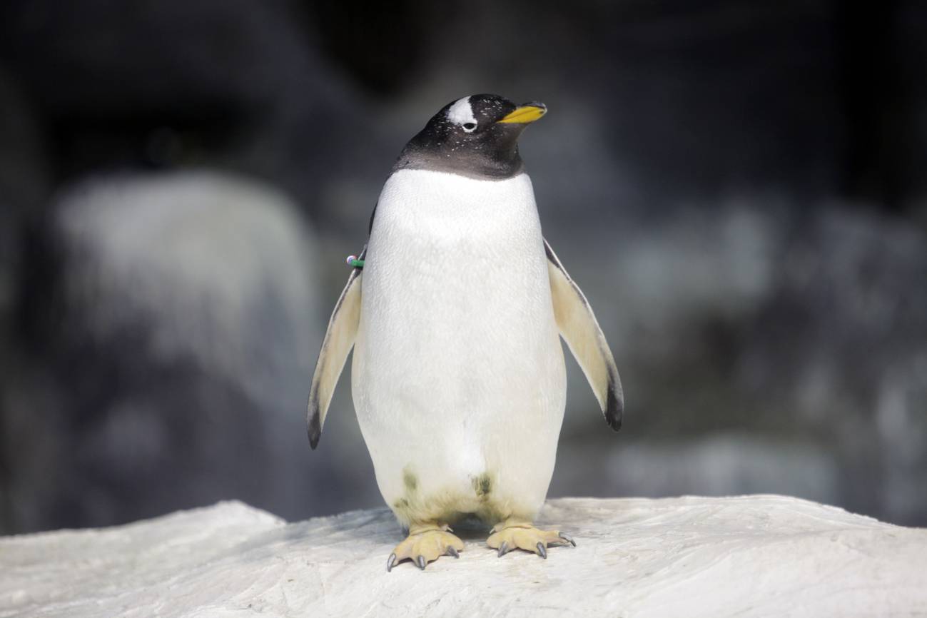 Varias cepas de un hongo atacan a los pingüinos cautivos