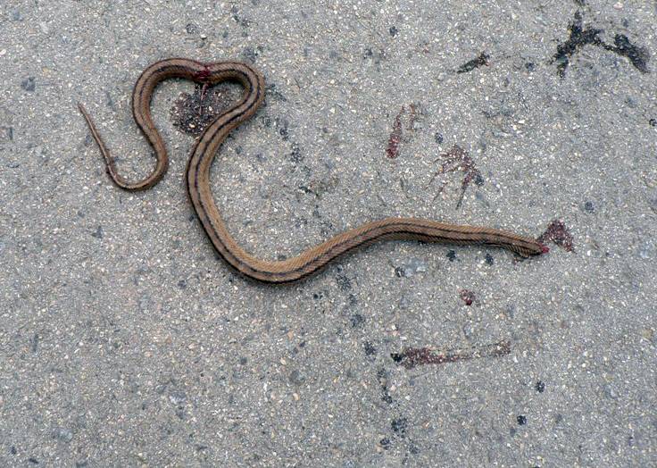 Serpiente atropellada