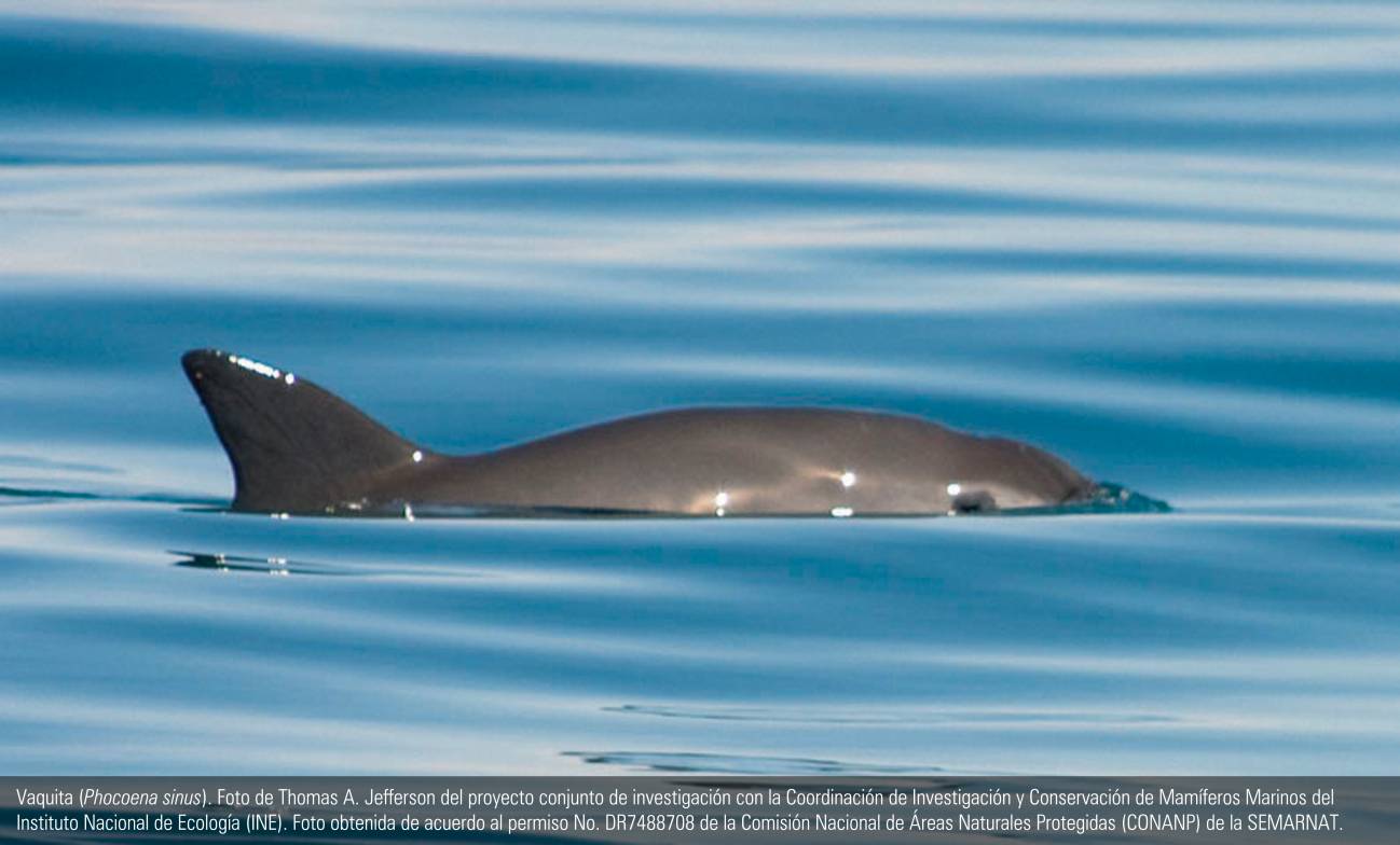 Vaquita (Phococea sinus). / Thomas A. Jefferson (Instituto Nacional de Ecología) 
