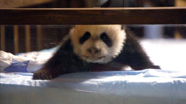 El oso Xing Bao. / Efe