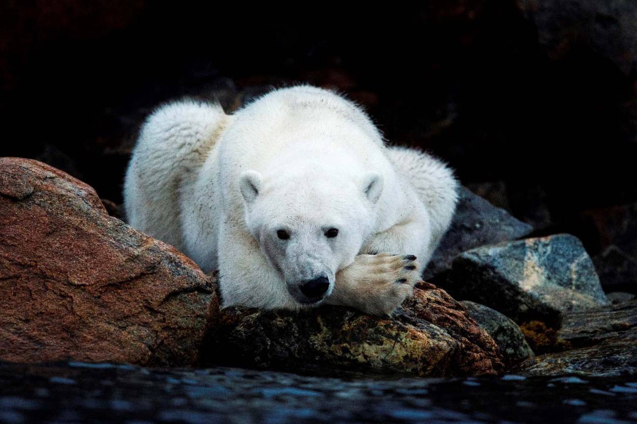 Zarpa una expedición al Ártico para estudiar la población amenazada de oso polar 