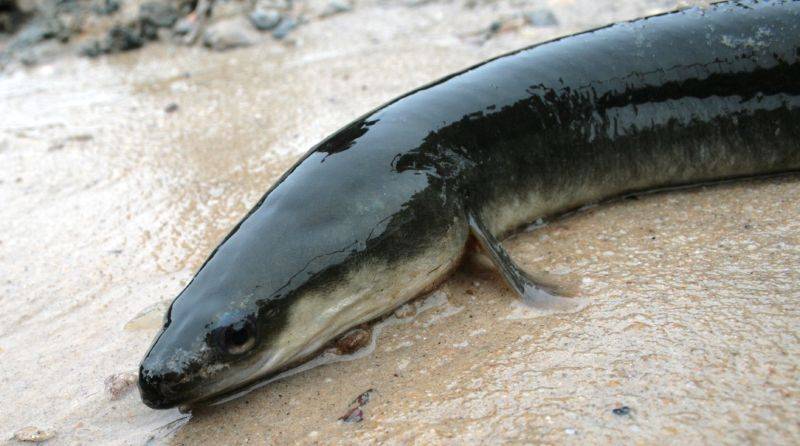 Anguila americana 