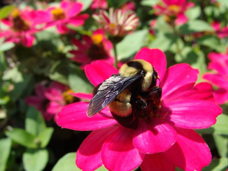 Bumblebee 