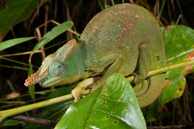 Camaleón gigante con cuernos de cuchilla