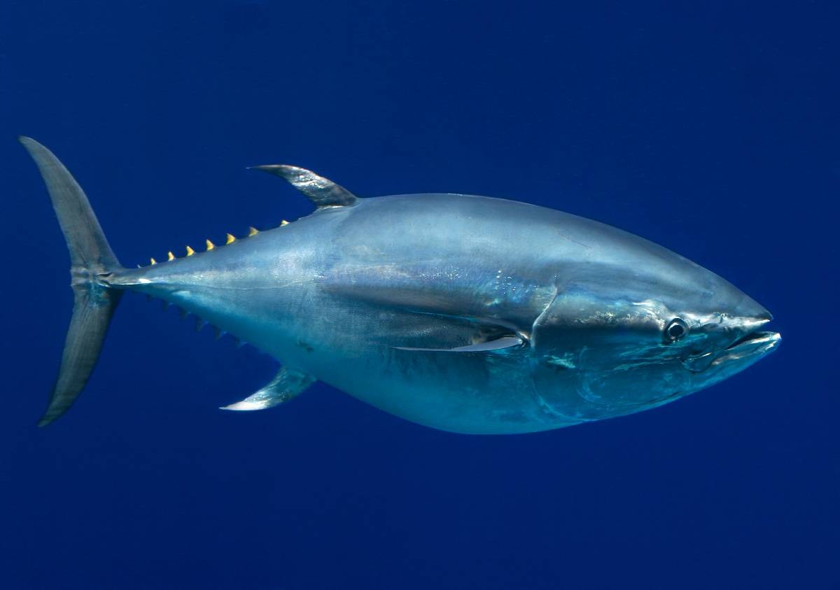 Tunnus orientalis, Monterey Bay Aquarium / Randy Wilder