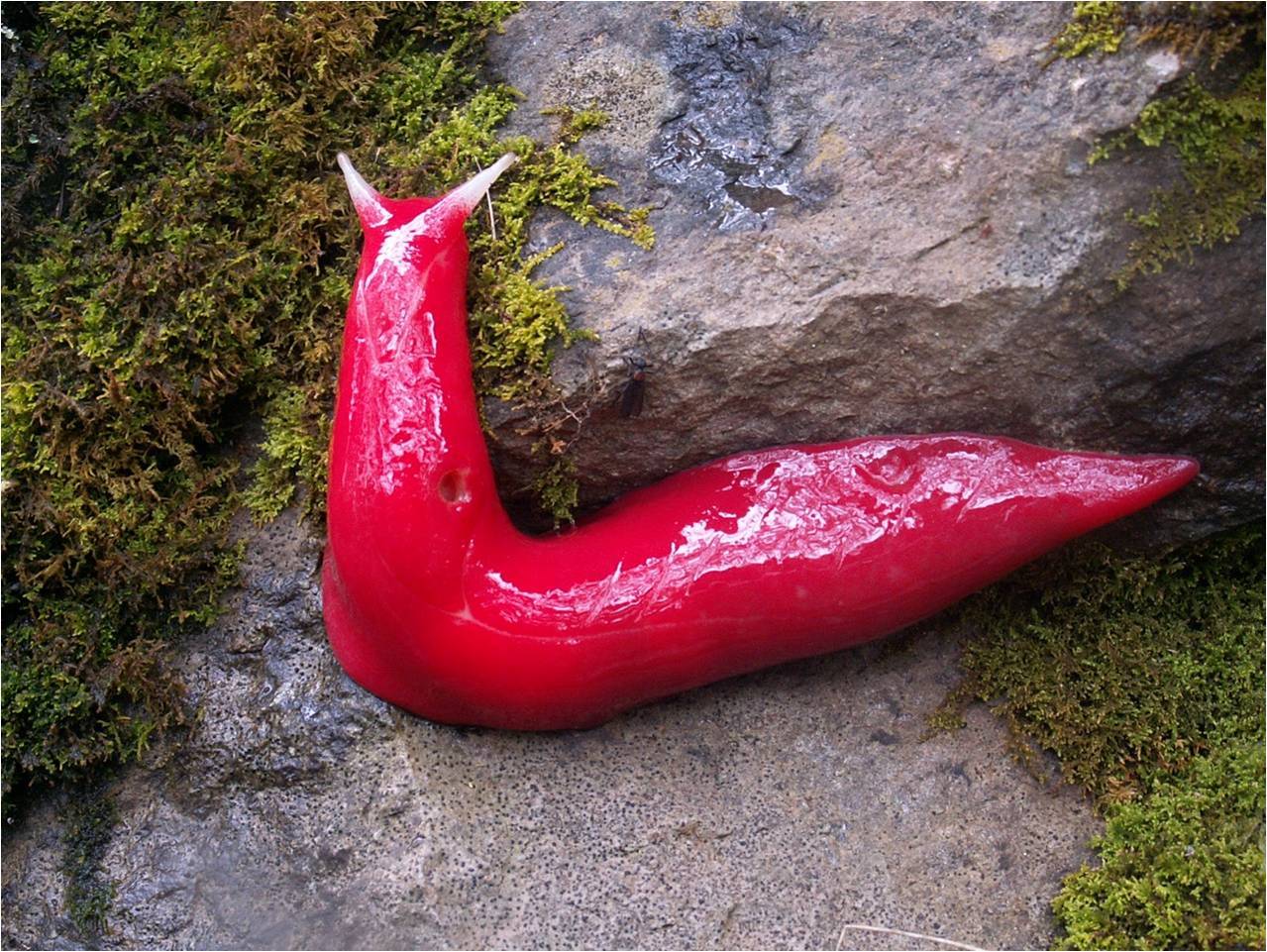 Triboniophorus