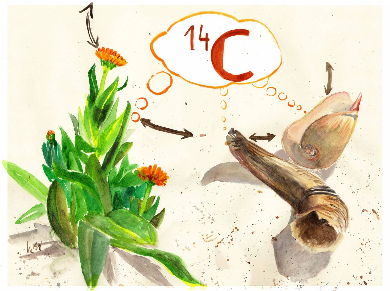 1940: Martin Kamen y Sam Ruben descubren el isótopo Carbono-14