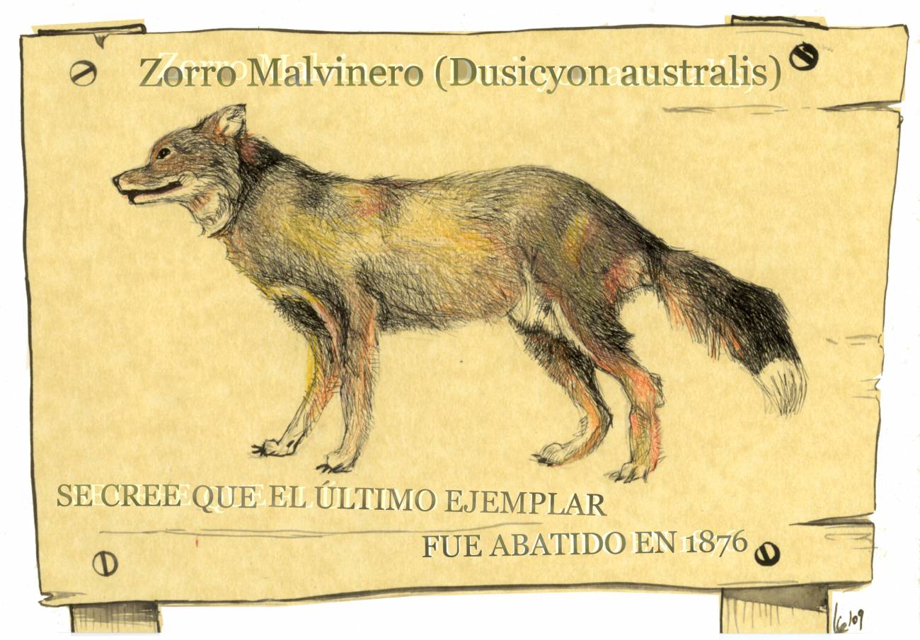 Tratan de desentrañar el misterio del zorro de las Malvinas