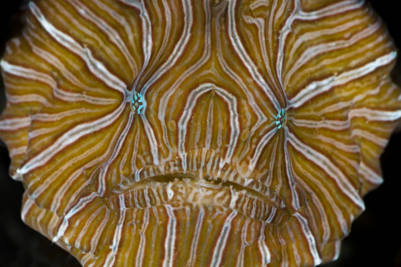 Far-out Frogfish (Histiophryne psychedelica)