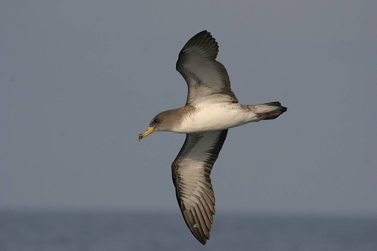 Las pardelas son una de las aves marinas más amenazadas por los efectos de la presencia humana (Foto: Pep Arcos/SEO BirdLife).