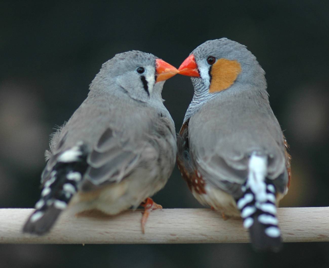 Aves que ‘externalizan’ el cuidado de sus huevos