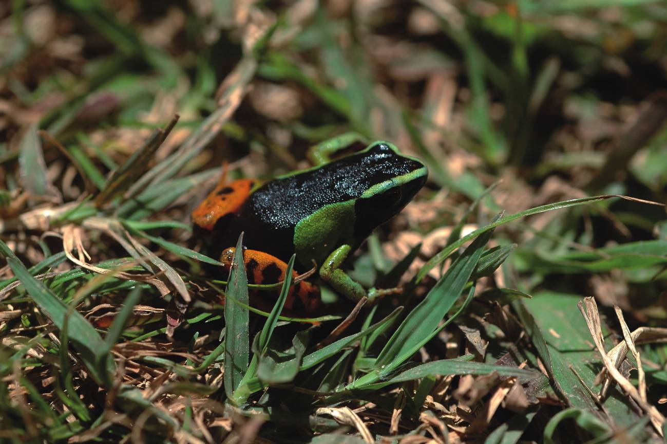 Cerca de 17.000 especies están en peligro de extinción en todo el mundo
