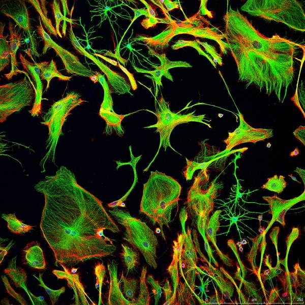 Ciencia y sugerencia