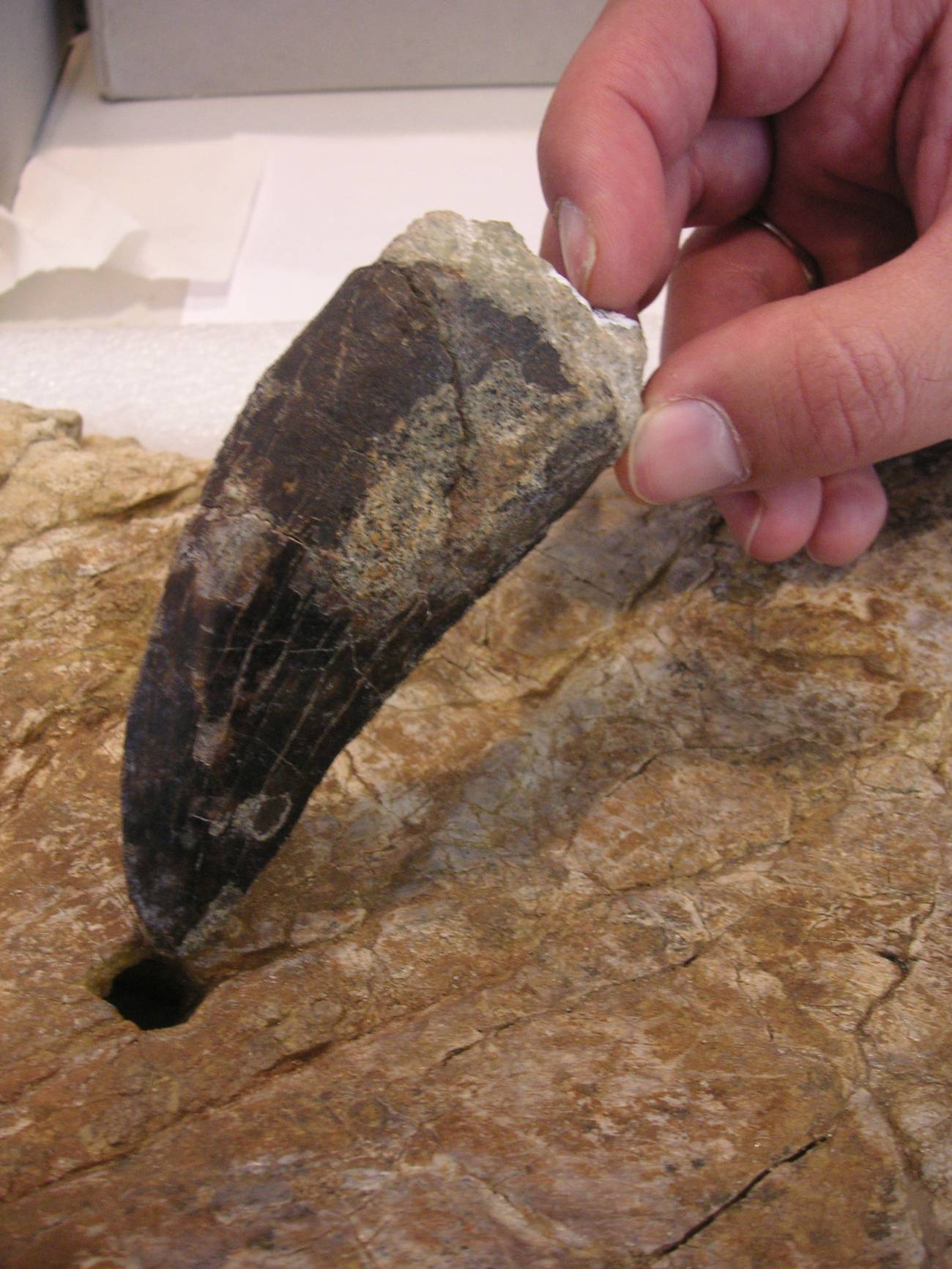 Describen el diente más grande de dinosaurio carnívoro de España