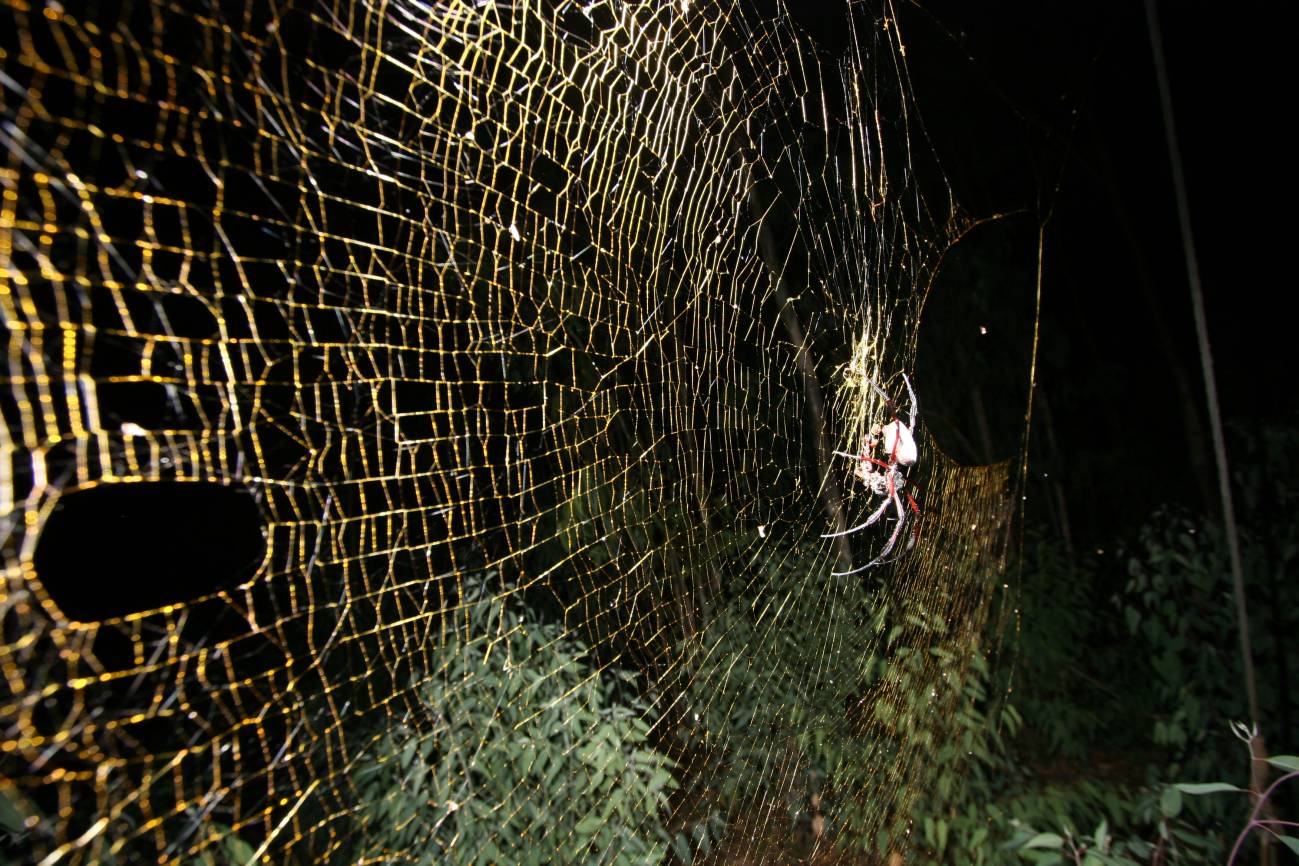 Tela de araña dorada de Nephila komaci. 