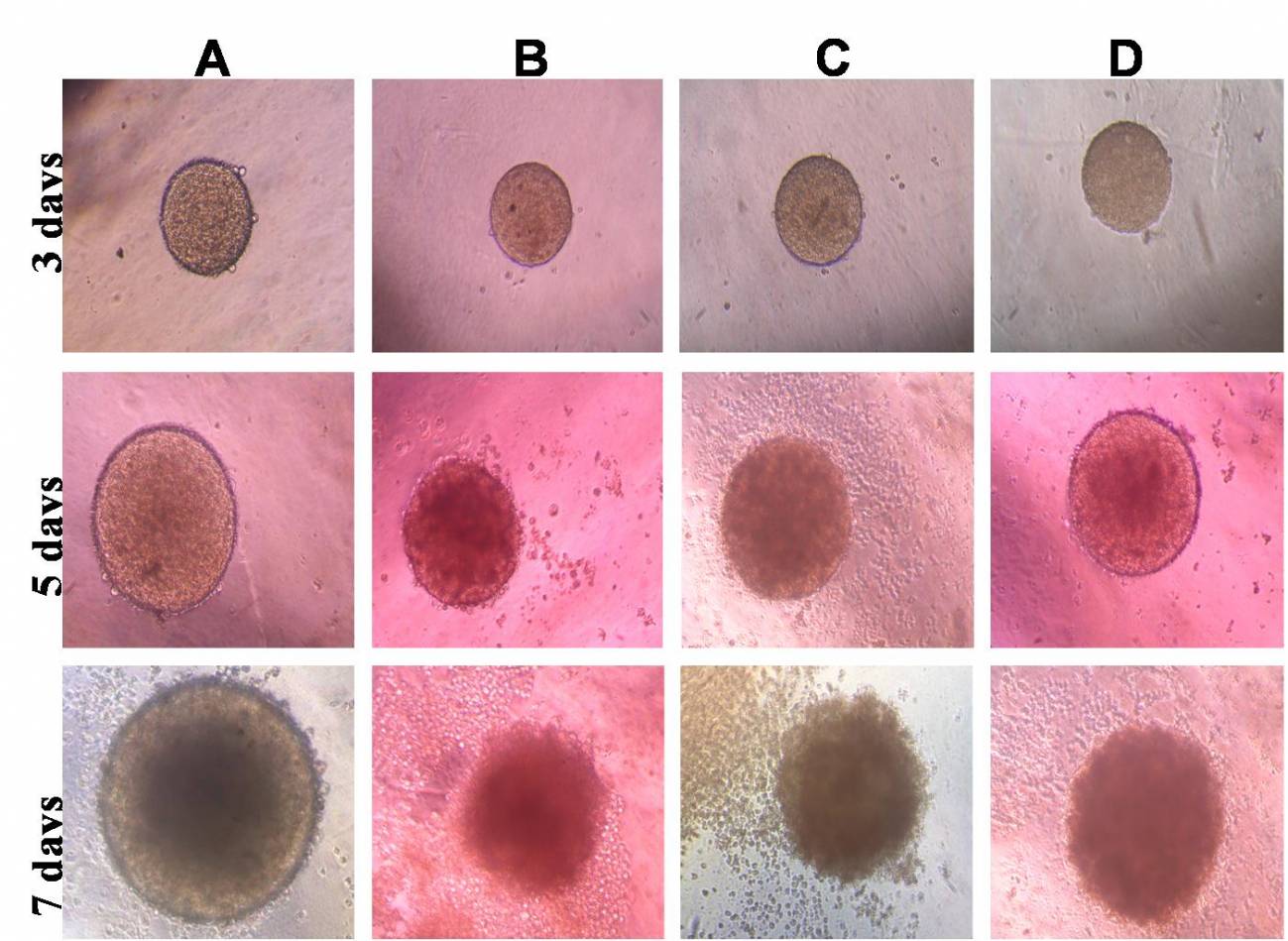 Descubren un nuevo gen que aumenta la eficacia de los fármacos para combatir el cáncer