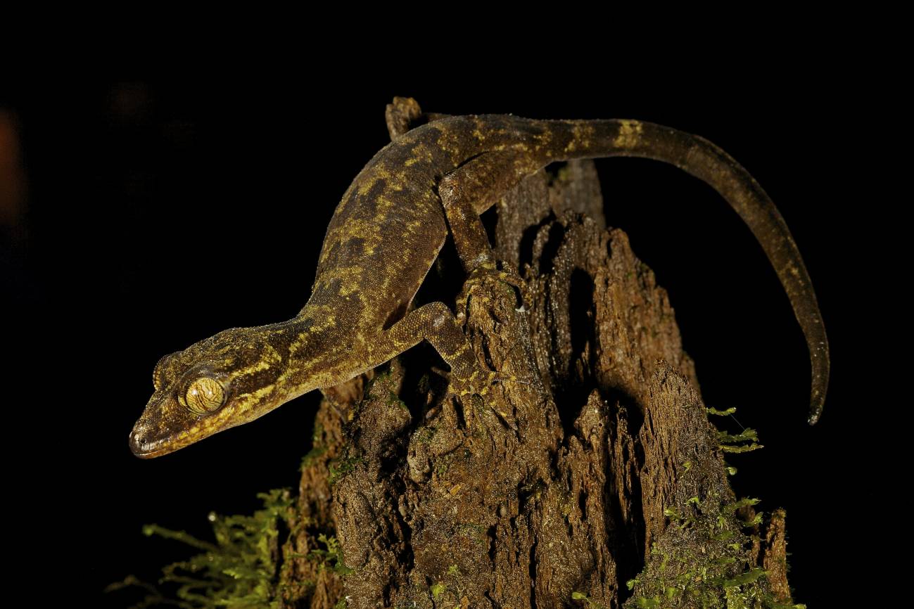 Descubren un tesoro de biodiversidad en las montañas de Nueva Guinea