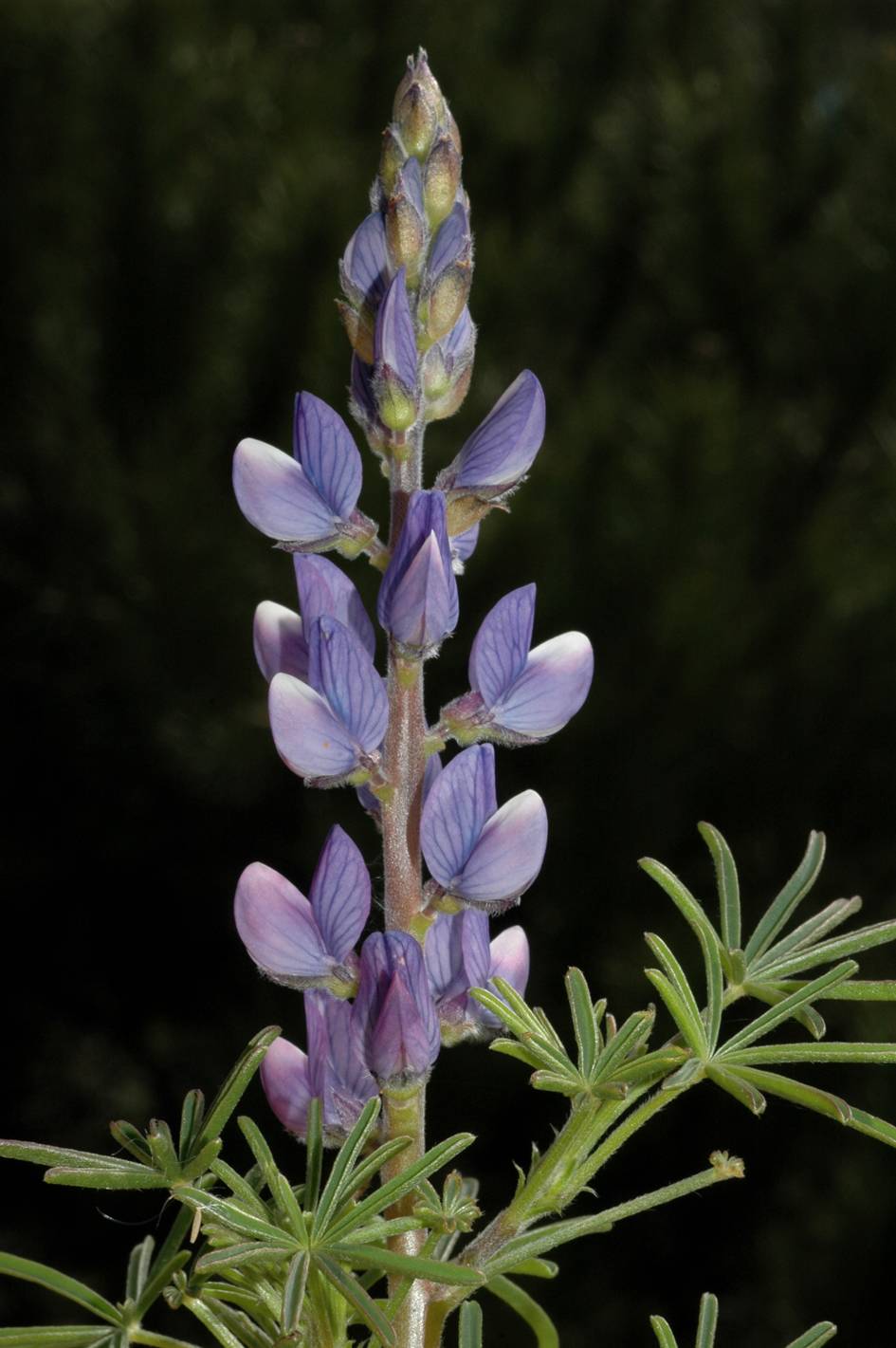 Lupinus angustifolius