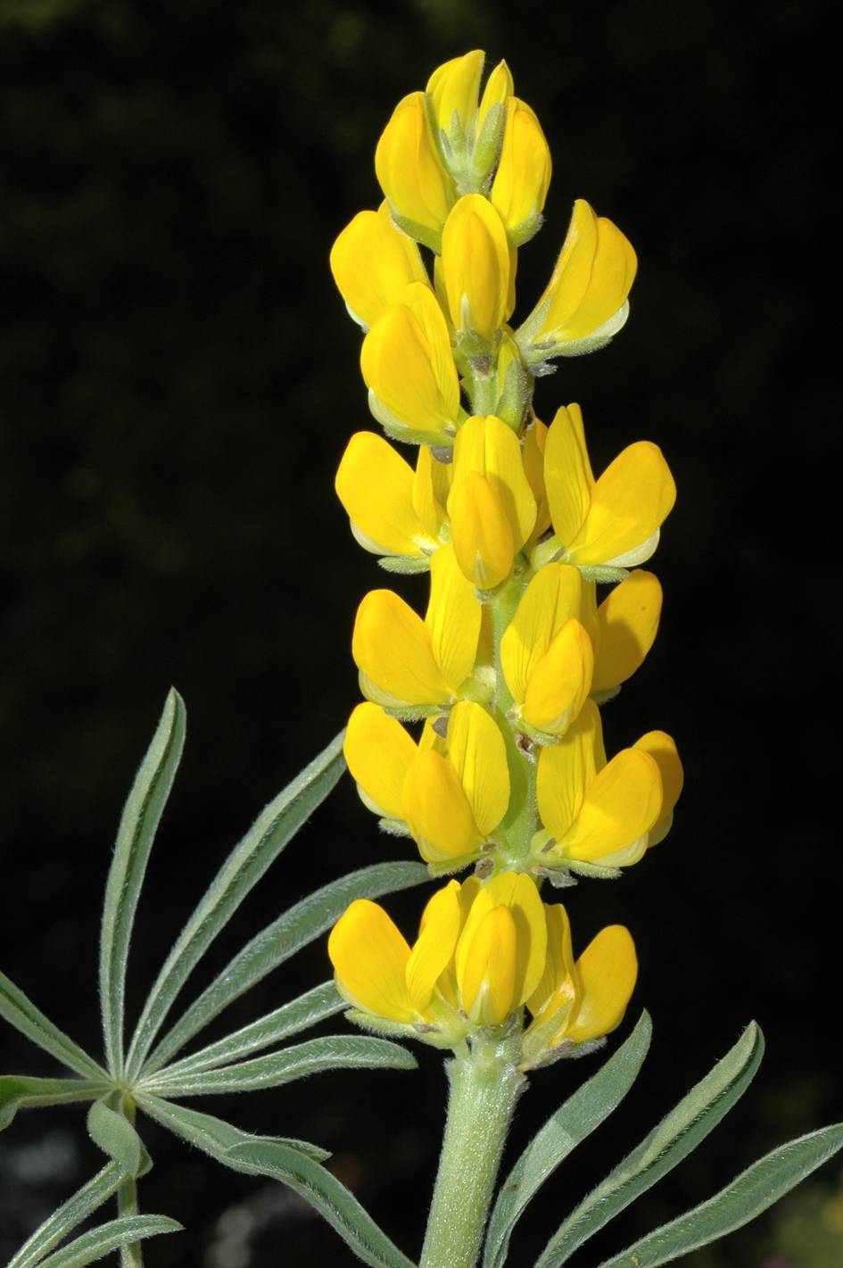 Lupinus luteus