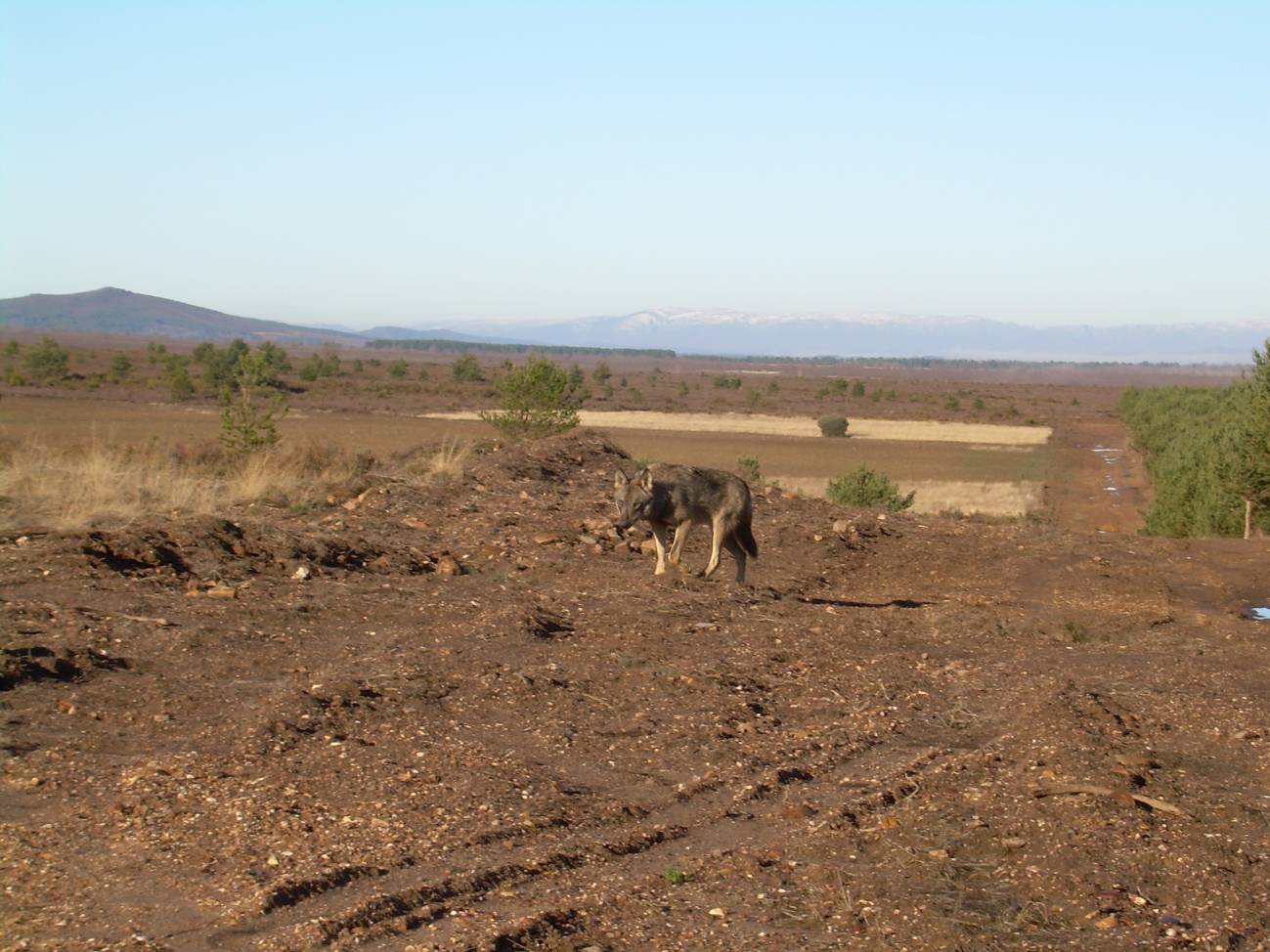Loba en la Sierra de la culebra en Zamora.
