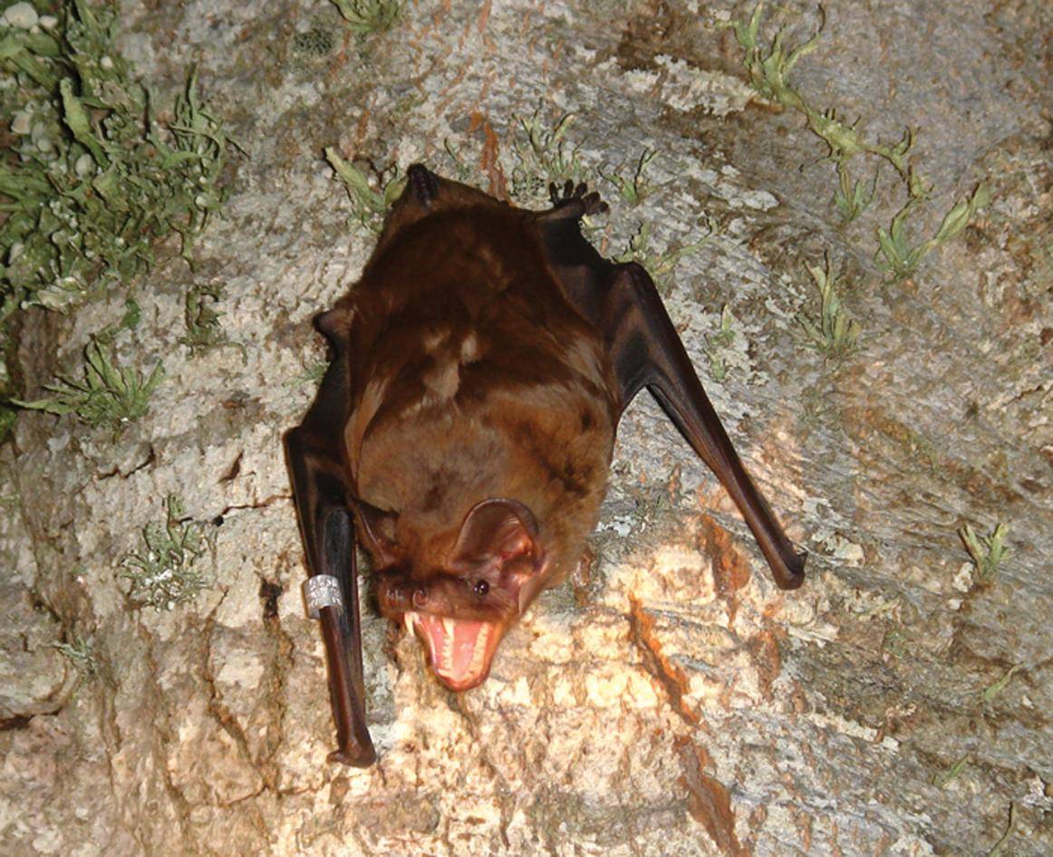 Murciélago Nyctalus lasiopterus en la actualidad.