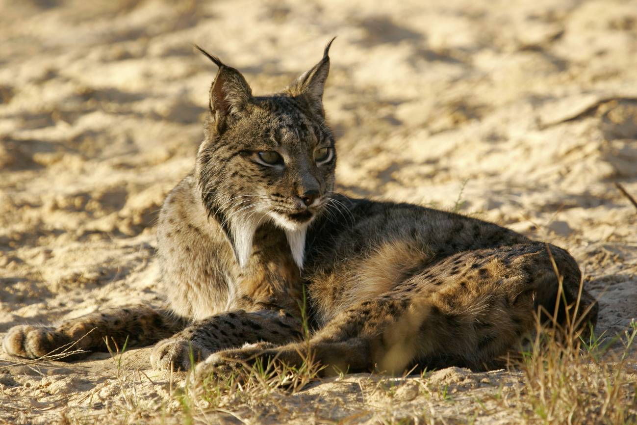 El parásito de la toxoplasmosis se extiende en el hábitat del lince ibérico