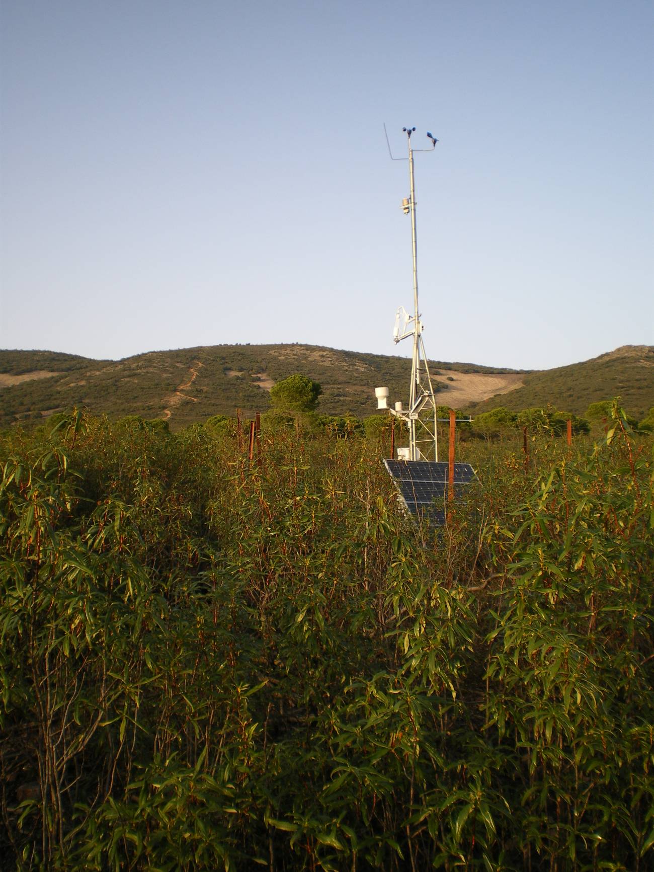 El reloj interno de las plantas puede mejorar los modelos sobre el cambio climático (II)