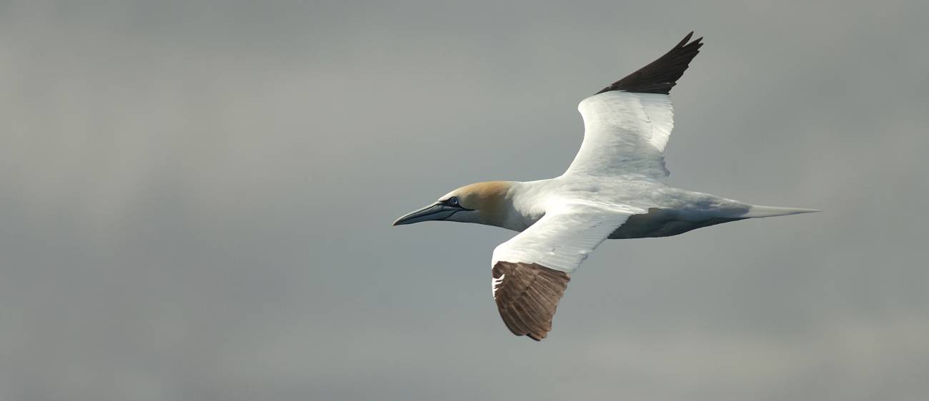 Elaboran el primer inventario de aves marinas españolas del mundo