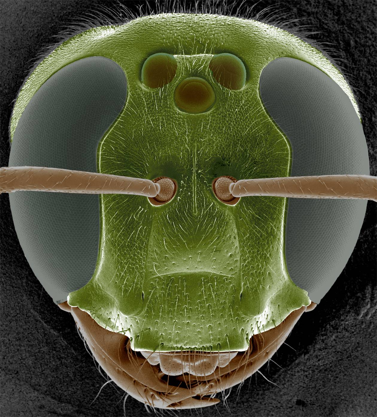 Elaboran una cámara de visión nocturna inspirada en los ojos de los insectos