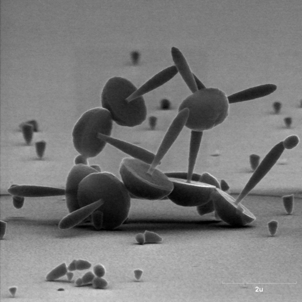 FECYT y CSIC conceden los premios del certamen de fotografía científica Fotciencia (III)