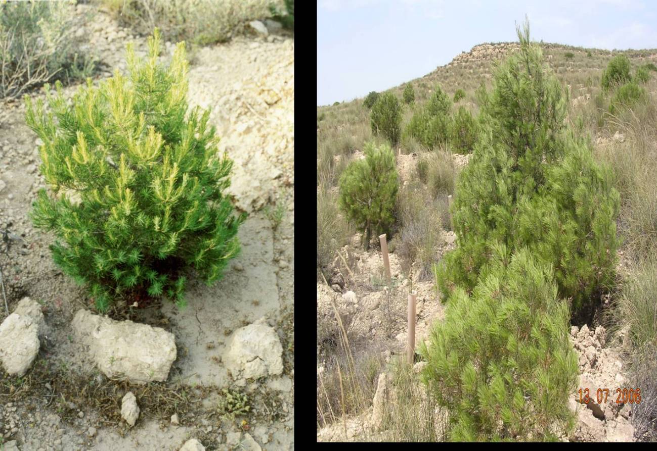 Fertilizar las plantas forestales mejora su resistencia y su capacidad de arraigo