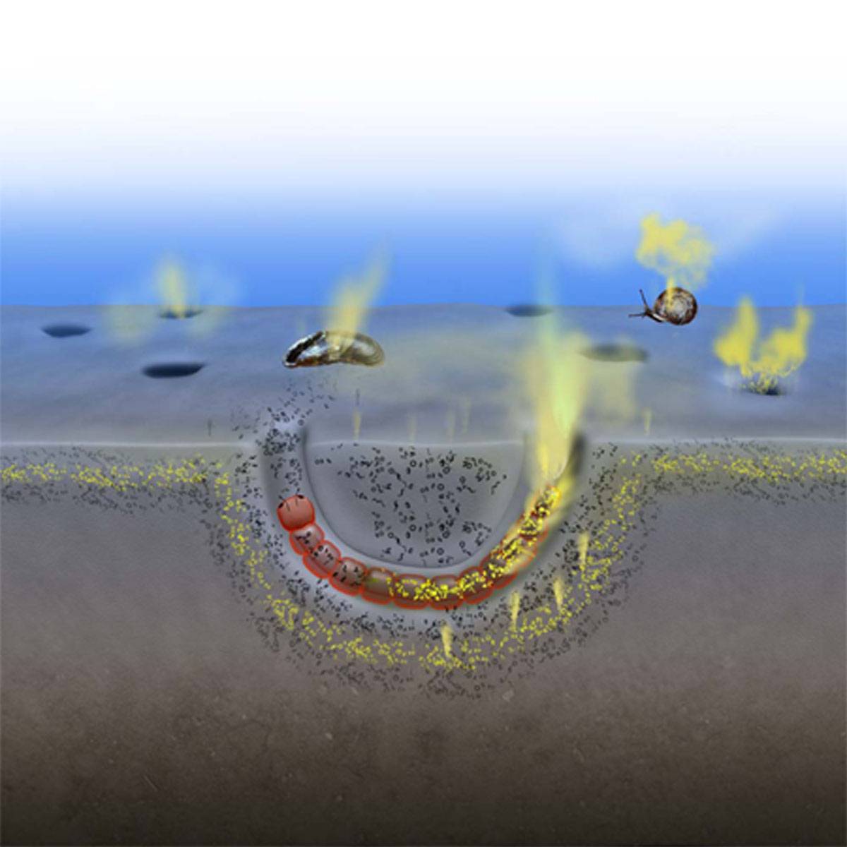 Descubren que los animales acuáticos emiten gases de efecto invernadero 
