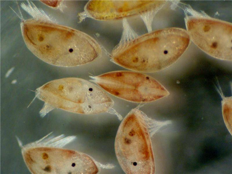 Hidrogeles contra las larvas de percebe