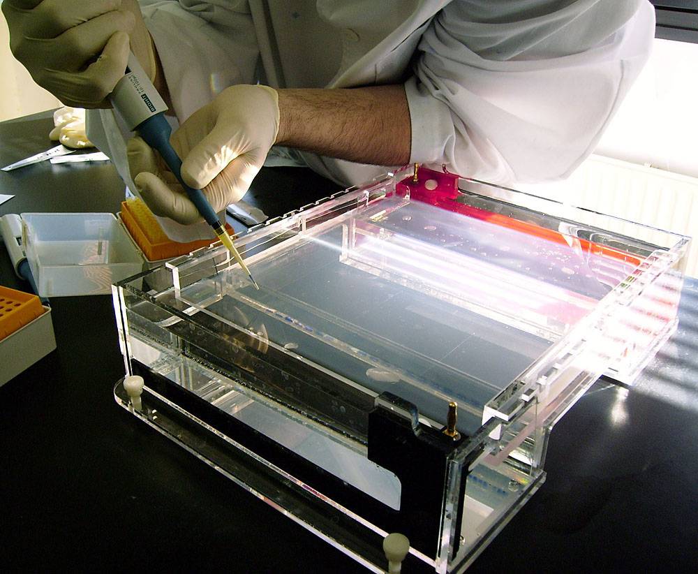 La biotecnología española debe apostar por los sectores alimentario y vegetal para competir