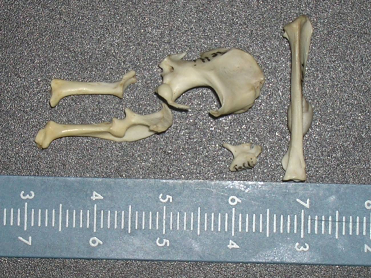 La cornisa cantábrica ha vivido siete etapas frio-cálidas en los últimos 41.000 años